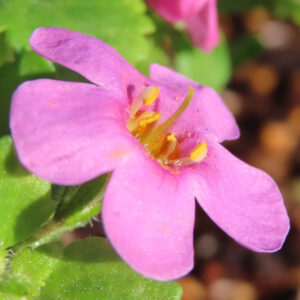 バコパの小さな星形花を撮影した花写真