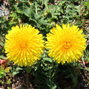 タンポポの綿毛の旅を撮影した花写真