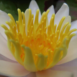 白いスイレンの花心を接写した写真。黄色い雄しべが立体的に広がる美しいマクロ構図