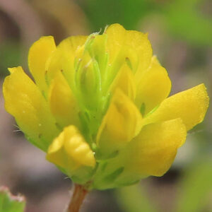 コメツブツメクサの花が開き始めた様子の接写