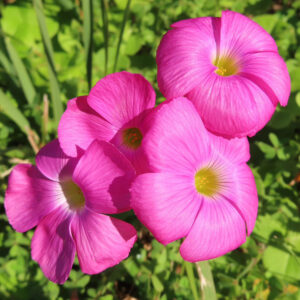 フヨウカタバミの大きな五弁花を撮影した花写真