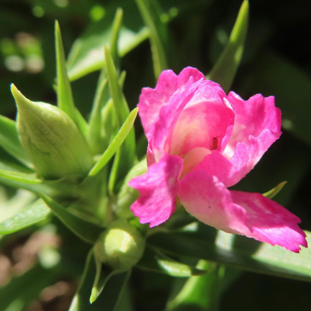 ナデシコがピンク色の花を咲かせています