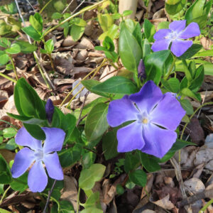 ツルニチニチソウの紫の蔓花を撮影した花写真