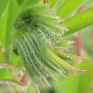 カラスノエンドウの黒く熟す豆と矢筈豌豆を撮影した花写真
