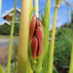 赤いヒガンバナの花を接写した写真