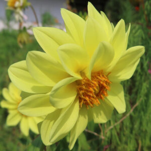 鮮やかな黄色いダリアの花を横向きにアップで撮影した写真｜オレンジ色の中心が際立つ夏の花