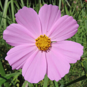 淡いピンク色のコスモス一輪を正面から大きく捉え、黄色い花芯と放射状に広がる花弁の滑らかな質感が際立つ構図で、背景の緑が自然にぼけるクローズアップ写真