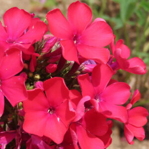 赤いフロックスの花が鮮やかに咲くクローズアップ写真、夏の庭で輝く色鮮やかな花