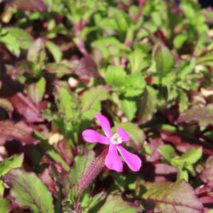 ツルコザクラの花が一輪咲く様子を撮影した写真。緑と赤紫の葉の中で、ピンク色の花が陽光に映えている。