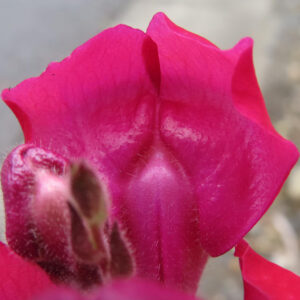 キンギョソウの口元の花形を撮るポイントを撮影した花写真