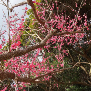 ウメの早春に香る梅を撮影した花写真