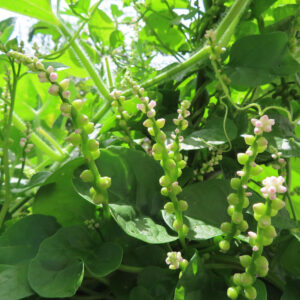ツルムラサキの花序を写した写真、緑の茎に白から淡いピンク色の小さな花が並んで咲く様子