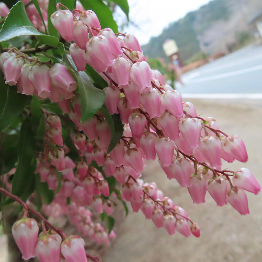 アセビがピンク色の花を咲かせています