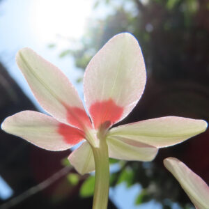 逆光で透けるヒメヒオウギの花を下から見上げて撮影した写真。淡い花びらの中心に広がる鮮やかな赤色が光に照らされ、美しい透明感が際立つ