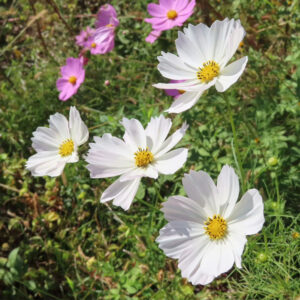 白いコスモスが数輪咲き、黄色い花芯と透け感のある花弁が日差しに映える前景に、背景にはピンクのコスモスと緑の草地が自然にぼけて広がる野原の写真