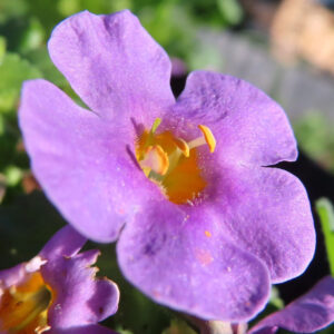 バコパの小さな星形花を撮影した花写真