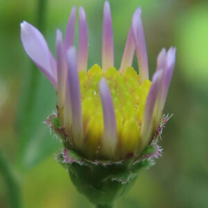 コヨメナの淡紫色の野菊を撮影した花写真