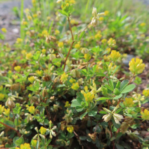 コメツブツメクサの花が咲き乱れる地表の群生写真