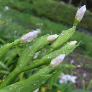 シャガの日陰に咲く文様花を撮影した花写真