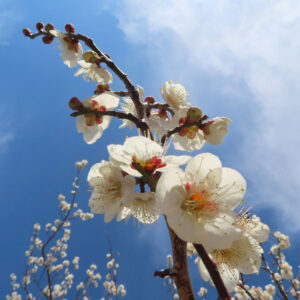 ウメの早春に香る梅を撮影した花写真