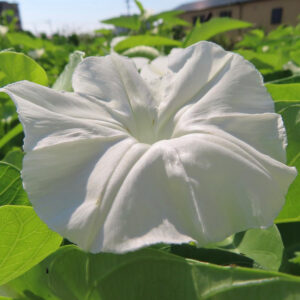 白い朝顔（クウシンサイの花）が夏の畑で立体的に咲いている接写写真｜白い花弁と緑の葉のコントラスト