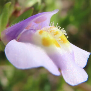 トキワハゼの花の接写写真｜紫の上唇弁と白い下唇弁、黄色の隆起と細かな雄しべがわかるマクロ撮影