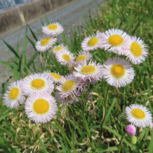 道端に群生するハルジオンの花を撮影した写真｜淡いピンクの細い花弁と黄色い花芯が揺れる春の野草の群落