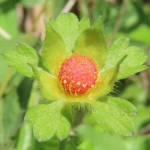ヘビイチゴの黄色い花を撮影した花写真
