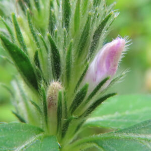 キツネノマゴの蕾を超接写した写真｜苞葉に包まれた薄紫色の蕾と細かい毛状突起が見える特徴的な姿