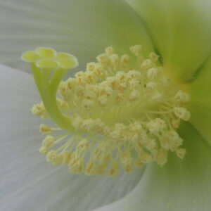 白いフヨウの花芯を横からマクロ撮影した写真で、淡い黄緑色の雌しべが前方に伸び、周囲を取り囲む雄しべの花粉粒が立体的に並び、白い花びらがやわらかく背景にぼける構図