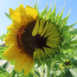 半分だけ咲いたヒマワリのつぼみが夏空の下で開花し始めている様子