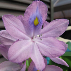 ホテイアオイの花を正面から撮影した接写写真｜紫の花弁と中央の黄色スポットが鮮やかに見える