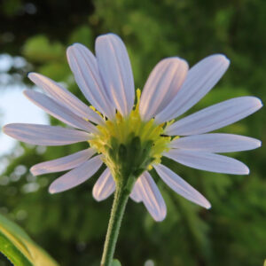 コヨメナの淡紫色の野菊を撮影した花写真