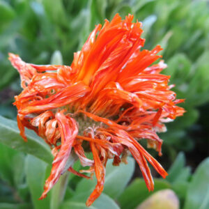 キンセンカの金盞花を撮影した花写真