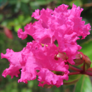 夏の庭で咲く鮮やかなピンクのサルスベリの花、縮れた花びらが美しく広がるクローズアップ写真
