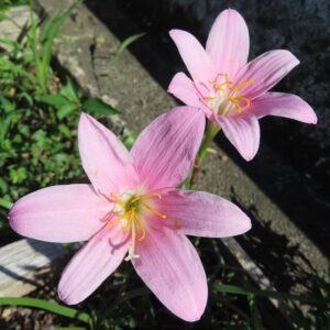 庭で2輪並んで咲くピンクのサフランモドキの花を撮影した写真。鮮やかな雄しべが印象的
