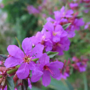 ミソハギの禊萩の紫花を撮影した花写真