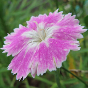 ナデシコの秋の七草を撮影した花写真