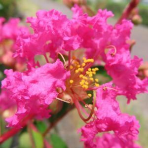 鮮やかなピンク色のサルスベリの花が咲くクローズアップ写真、黄色い雄しべが中央で輝く夏の花景色