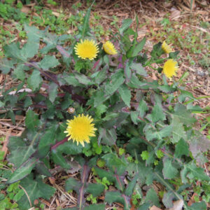 ノゲシのタンポポ似の黄花を撮影した花写真