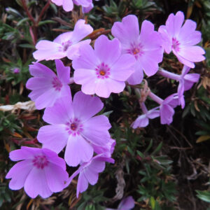 シバザクラの芝のように広がる春の花じゅうたんを撮影した花写真