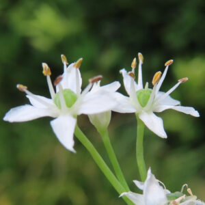ニラの白い花を間近で捉えた写真｜星形の花弁と淡緑色の子房、黄色い雄しべが立ち上がるニラの花の接写構図