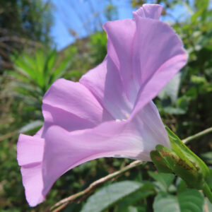 淡いピンク色のヒルガオの花を横からクローズアップで撮影した夏の植物写真