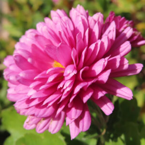 ピンク色のキクの花をクローズアップで撮影した写真。幾重にも重なる花弁と中央の黄色い花芯がはっきり写り、背景は緑にぼけている。