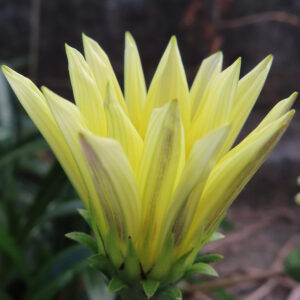 ガザニアの淡黄色のつぼみを近距離から撮影した写真。半開きの花弁と緑の総苞がくっきり写るマクロ構図