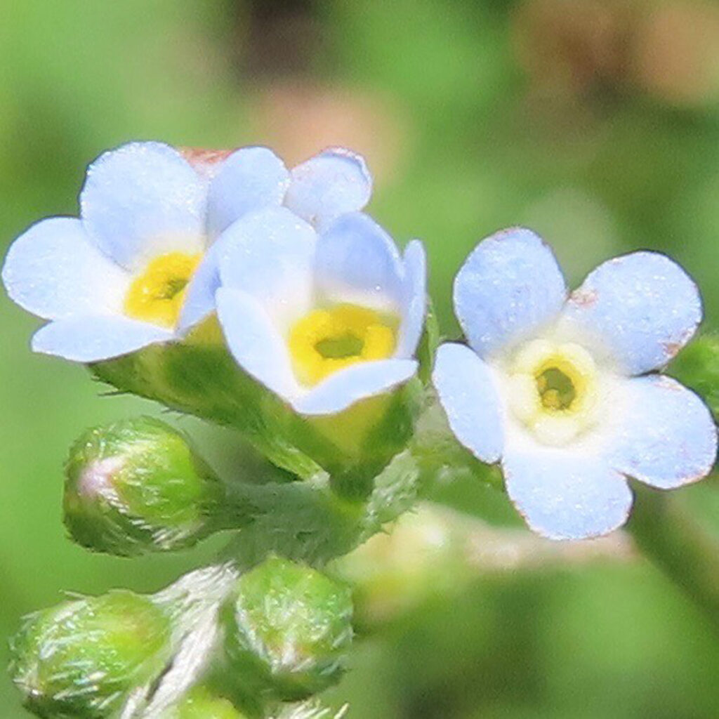 キュウリグサが青い花を咲かせています