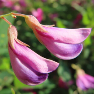 ミヤギノハギの花弁を横並びで超接写した写真｜ピンク色の蝶形花の丸みある花弁が際立つ秋の野の花