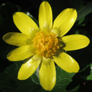 ヒメリュウキンカの黄金色の春花を撮るポイントを撮影した花写真