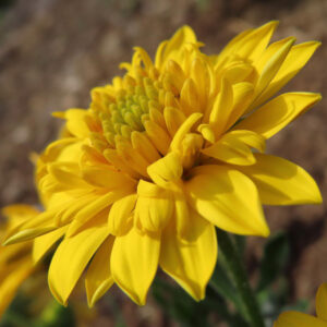 マーガレットの真珠の花を撮影した花写真