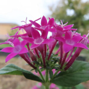 ペンタスの濃いピンク色の星形の花が房状に立ち上がり、白い花芯と赤みのある花柄が見える様子を下から見上げる角度で捉えた写真、背景に空と緑がやわらかくぼけた構図